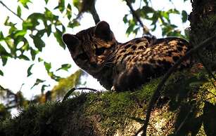 Margay - Reserva Natural y Lodge