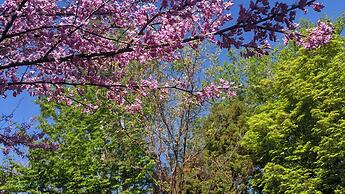 A Cowslip's Belle Inn