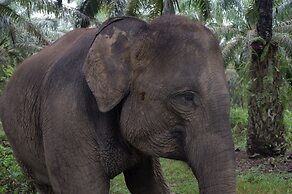 Batu Katak Gibbon guesthouse