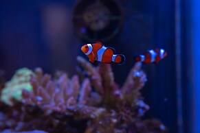 Mackay Adventure Lodge