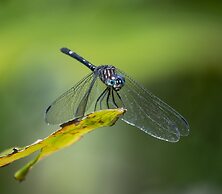 Cabinas Costa Tropicana