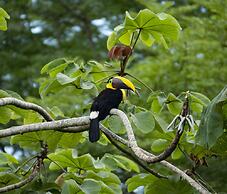 Cabinas Costa Tropicana