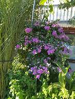 Vjeko - 200 m From sea - 2 - B1