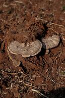 The Riverstone Agro Farm