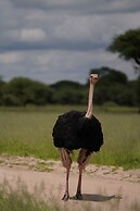 Anantya Serengeti