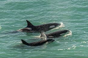 La Elvira Natural Lodge Nature & Wildlife Experience in Peninsula Vald