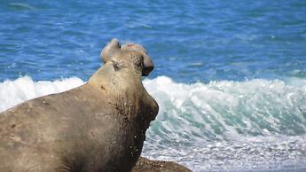 La Elvira Natural Lodge Nature & Wildlife Experience in Peninsula Vald