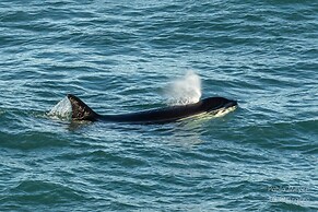 La Elvira Natural Lodge Nature & Wildlife Experience in Peninsula Vald