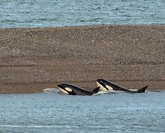 La Elvira Natural Lodge Nature & Wildlife Experience in Peninsula Vald