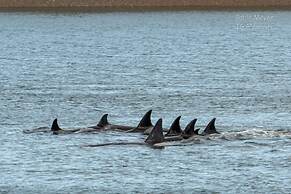 La Elvira Natural Lodge Nature & Wildlife Experience in Peninsula Vald