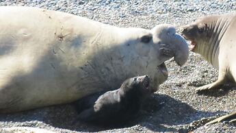 La Elvira Natural Lodge Nature & Wildlife Experience in Peninsula Vald