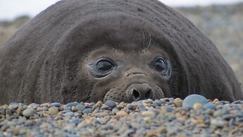 La Elvira Natural Lodge Nature & Wildlife Experience in Peninsula Vald