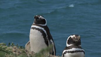 La Elvira Natural Lodge Nature & Wildlife Experience in Peninsula Vald