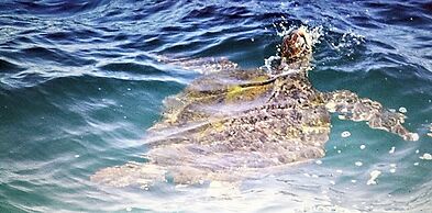 Room in Guest Room - Dolphin Suite 40 m2 in Villa 560 m2, Indian Ocean