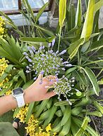 Pupa Alacati Butik Otel