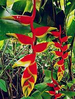 Villa Kazabona Chambres d'Hôte Saint-Pierre