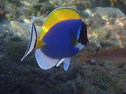 Villa Kazabona Chambres d'Hôte Saint-Pierre