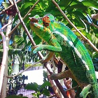 Villa Kazabona Chambres d'Hôte Saint-Pierre