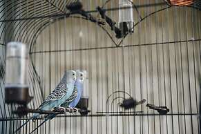 Parrot's Home Lalez Bay