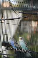 Parrot's Home Lalez Bay