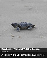 6033 Rookey 3 Salty Lil Beach House