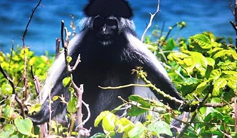 Room in Guest Room - Colobus Suite of 40m2 in Villa 560 m2, View of th