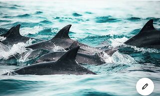 Sandy Toes 7028 2 Pools Beach New New