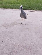 Room-flamingo Room on the Cotee River