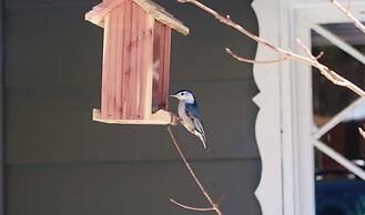Peaceful Pines Panorama