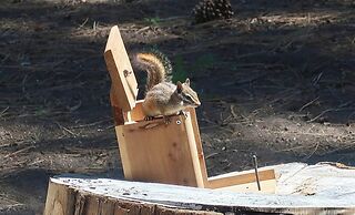 Peaceful Pines Panorama