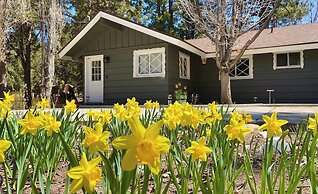 Peaceful Pines Panorama