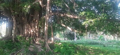 Arboreto Camping