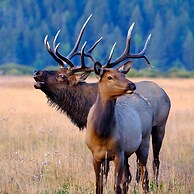 Niwot Cabin - Stay In Rocky Mountain National Park - Estes Park - New