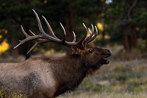 Niwot Cabin - Stay In Rocky Mountain National Park - Estes Park - New