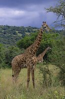 Virunga House