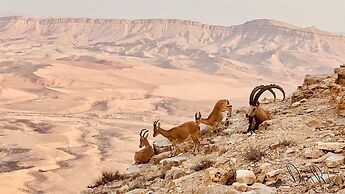 Roxon Desert Arad