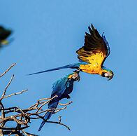 Pariká Pousada e Bistrô