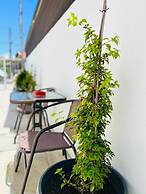 Impeccable Newly Renovated Studio in Larnaca