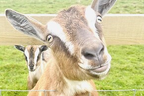 Solo Glamping Pod - Sleeps 4 - Northumberland