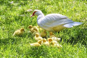 Damascus Old Mill Inn