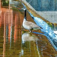 Damascus Old Mill Inn