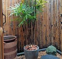 Bamboo Conservation Farm