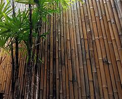 Bamboo Conservation Farm
