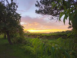 Phoenix Farms Vineyard