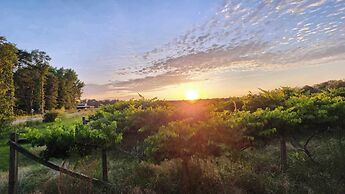 Phoenix Farms Vineyard