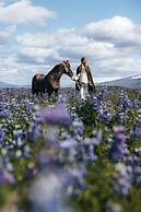 Sleeping with the Horses