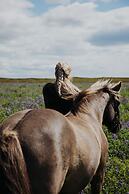 Sleeping with the Horses