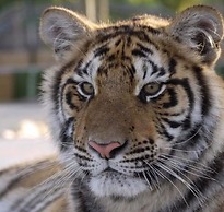 Captivating 3-bed Caravan at Golden Palm Skegness