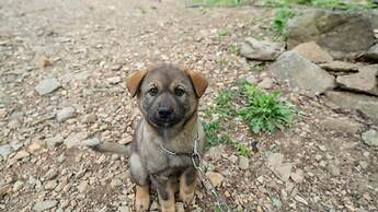 Gapyeong Soopia Pension