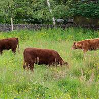 2 Bedroomed Cottage Steps From Kenmare Town